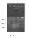 Fig. 03 - Kit for co-purification and concentration of DNA and proteins using isotachophoresis