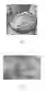 Fig. 03 - Thin film with high load of active ingredient