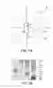 Fig. 07 - Panorama photographing method, panorama displaying method, and image capturing method