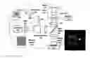 Fig. 01 - System and method for assessing retinal functionality