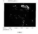 Fig. 07 - TITANIUM BORIDE