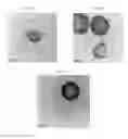 Fig. 06 - NANOCARRIERS FOR IMAGING AND THERAPY APPLICATIONS