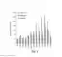 Fig. 06 - CNS targeting AAV vectors and methods of use thereof