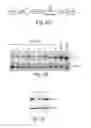 Fig. 08 - CNS targeting AAV vectors and methods of use thereof