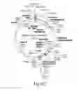 Fig. 09 - CNS targeting AAV vectors and methods of use thereof