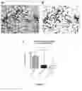 Fig. 06 - ASSAY FOR THE PREDICTION OF THERAPEUTIC EFFECTIVENESS OF MESENCHYMAL STROMAL CELLS, AND METHODS OF USING SAME
