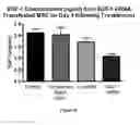 Fig. 07 - ASSAY FOR THE PREDICTION OF THERAPEUTIC EFFECTIVENESS OF MESENCHYMAL STROMAL CELLS, AND METHODS OF USING SAME