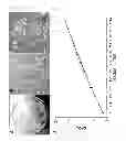 Fig. 02 - Equine amniotic membrane-derived mesenchymal stem cells