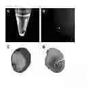 Fig. 06 - Equine amniotic membrane-derived mesenchymal stem cells