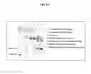 Fig. 19 - Human skin equivalents expressing exogenous polypeptides
