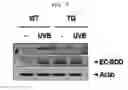 Fig. 08 - Use of EC-SOD and method for preparing thereof