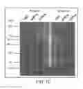Fig. 03 - MODIFIED HEAT SHOCK PROTEIN-ANTIGENIC PEPTIDE COMPLEX