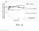 Fig. 17 - ANTIGEN-BINDING MOLECULE FOR PROMOTING ELIMINATION OF ANTIGENS