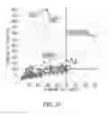 Fig. 32 - ANTIGEN-BINDING MOLECULE FOR PROMOTING ELIMINATION OF ANTIGENS