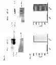 Fig. 06 - Vaccines and immunotherapeutics using IL-28 and compositions and methods of using the same