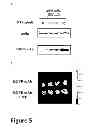 Fig. 06 - Methods and compositions for enhancing the uptake of therapeutic agents by target cells