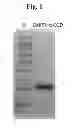 Fig. 02 - Composition for improving skin conditions, containing extracellular domain of human bone morphogenetic protein receptor 1a as active ingredient