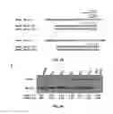 Fig. 05 - Compositions and methods for the diagnosis and therapy of BCL2-associated cancers