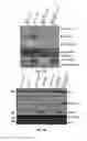 Fig. 06 - Compositions and methods for the diagnosis and therapy of BCL2-associated cancers