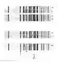 Fig. 07 - Wound healing profile