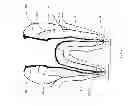 Fig. 07 - Composition and method of using medicament for endodontic irrigation, stem cell preparations and tissue regeneration