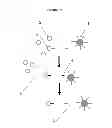 Fig. 04 - Analyte enrichment methods and compositions