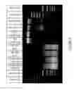 Fig. 04 - Method of preparing quality control material for FFPE