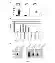 Fig. 07 - METHOD OF DIAGNOSING BACTERIAL INFECTIONS USING BACTERIAL GLYCOPROTEINS