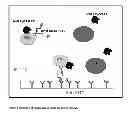 Fig. 02 - Molecular characterization of circulating tumor cells
