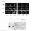 Fig. 08 - METHOD FOR DETECTING COMPOUND-BINDING PROTEIN