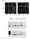 Fig. 09 - METHOD FOR DETECTING COMPOUND-BINDING PROTEIN