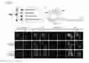 Fig. 13 - METHOD FOR DETECTING COMPOUND-BINDING PROTEIN
