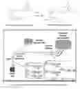 Fig. 01 - Fluorescent substrates for determining lysine modifying enzyme activity
