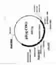 Fig. 05 - Method for production of polypeptide