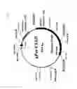 Fig. 07 - Method for production of polypeptide