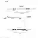 Fig. 08 - Mutant acetolactate synthase and a method for producing branched-chain L-amino acids