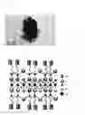Fig. 03 - Aminoclay for harvesting algae