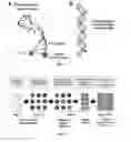 Fig. 02 - Purification of cell mixtures using molecular beacons targeting cell specific RNA