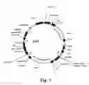 Fig. 02 - Protein expression from multiple nucleic acids