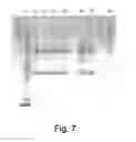 Fig. 08 - Protein expression from multiple nucleic acids
