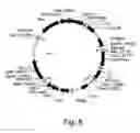 Fig. 09 - Protein expression from multiple nucleic acids