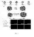 Fig. 02 - Compositions and methods for promoting the generation of PDX1+ pancreatic cells