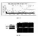 Fig. 09 - Compositions and methods for promoting the generation of PDX1+ pancreatic cells