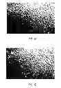 Fig. 02 - DEFINED SYSTEMS FOR EPITHELIAL CELL CULTURE AND USE THEREOF