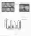 Fig. 04 - Recombinant nitrogen-fixing bacterial strain, inoculum containing the same and application methods