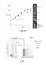Fig. 07 - Detection of human somatic cell reprogramming