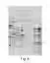 Fig. 16 - Detection of human somatic cell reprogramming