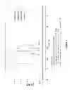 Fig. 02 - Screening methods of BMP/GDF signaling modulators using DRG11-responsive (DRAGON) proteins