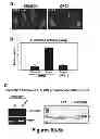 Fig. 07 - Screening methods of BMP/GDF signaling modulators using DRG11-responsive (DRAGON) proteins