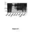 Fig. 49 - Screening methods of BMP/GDF signaling modulators using DRG11-responsive (DRAGON) proteins